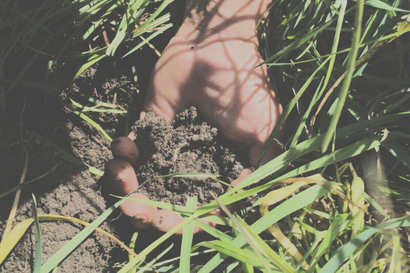 Regenerative Agriculture: Your Questions Answered