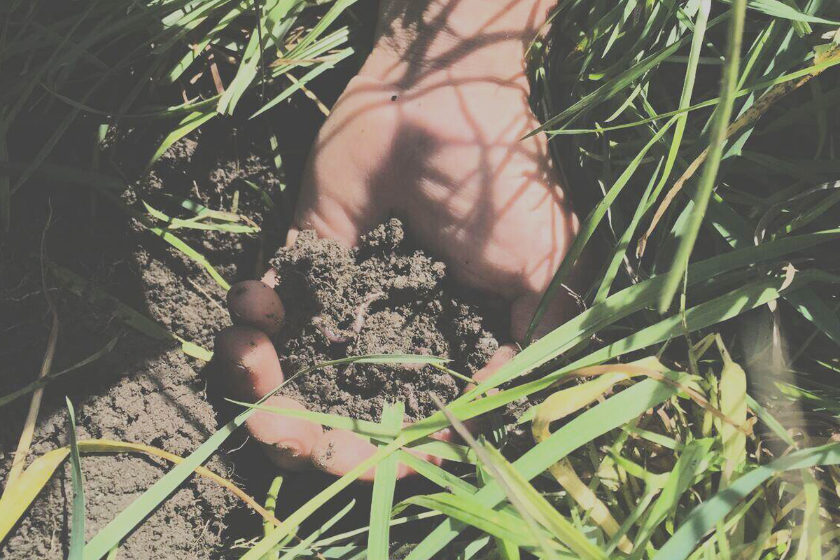 Regenerative Agriculture: Your Questions Answered
