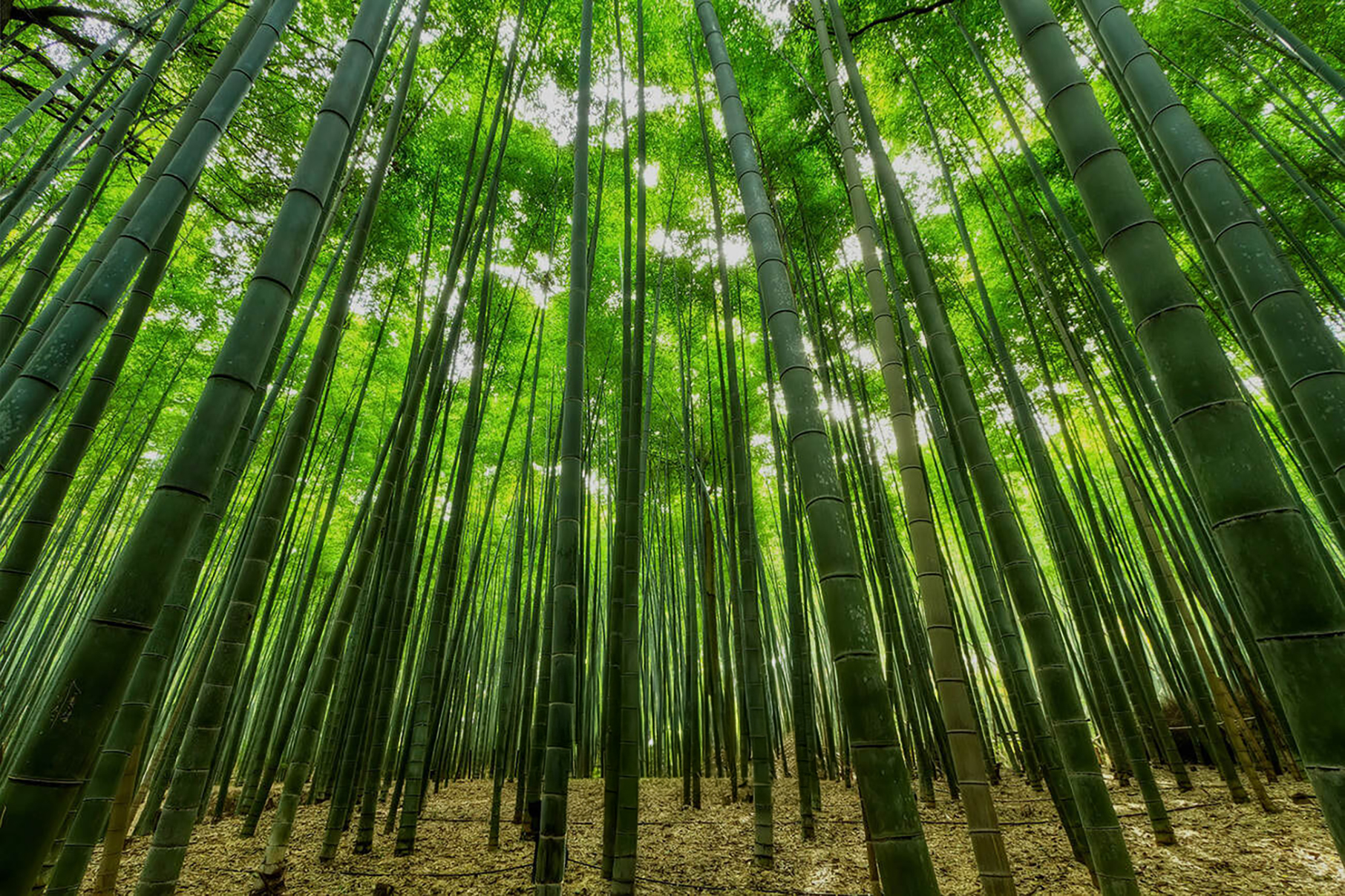 Why FSC-Certified Paper Matters More Than Ever